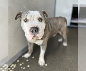 Bulldog Dogs for adoption in Stockton, CA, USA