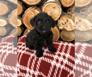 Schnoodle (Miniature) Puppy for sale in MIDDLEBURY, IN, USA