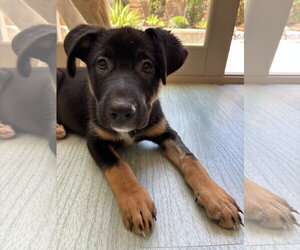 Mutt Dogs for adoption in Mission Viejo, CA, USA