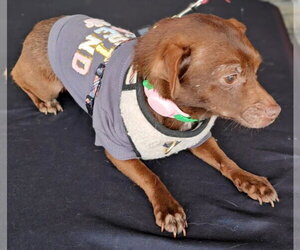 Lola from Mexico - Female Chihuahua Dog for Adoption - Photo #4