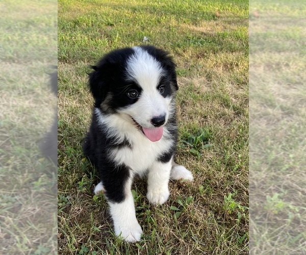 Medium Photo #1 Australian Shepherd Puppy For Sale in RANDOLPH, NY, USA
