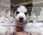 Small Photo #1 Alaskan Husky Puppy For Sale in GATESVILLE, TX, USA