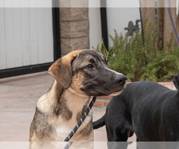 Medium Photo #20 Mutt Puppy For Sale in Lake Forest, CA, USA
