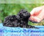Small #4 Poodle (Toy)