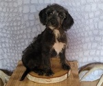 Small Photo #4 Poogle Puppy For Sale in BLAKESBURG, IA, USA