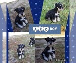 Small Photo #2 Schnauzer (Miniature) Puppy For Sale in WHEELER, WI, USA