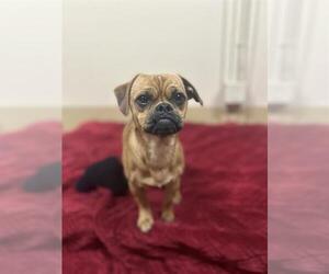 Chug Dogs for adoption in Chula Vista, CA, USA