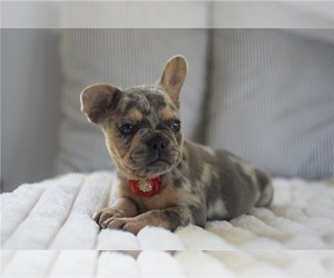French Bulldog Puppy for sale in KNOXVILLE, TN, USA