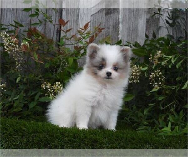 Medium Photo #10 Pomeranian Puppy For Sale in MIAMI, FL, USA