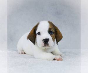 Beagle-English Bulldog Mix Puppy for sale in HOLMESVILLE, OH, USA