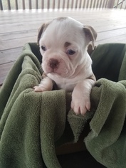 Boston Terrier Puppy for sale in STOCKTON, MO, USA