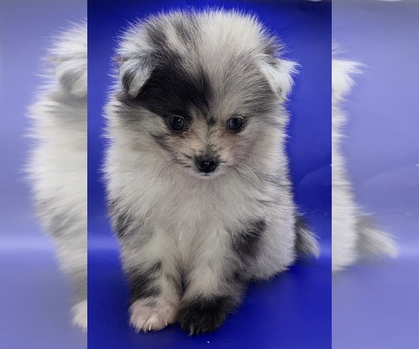 Medium Photo #8 Pomeranian Puppy For Sale in PORTLAND, ME, USA
