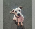 Small #15 American Bulldog