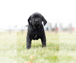 Small Photo #4 Cane Corso Puppy For Sale in MENTONE, IN, USA