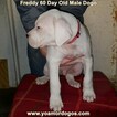 Small Photo #136 Dogo Argentino Puppy For Sale in PINEVILLE, MO, USA