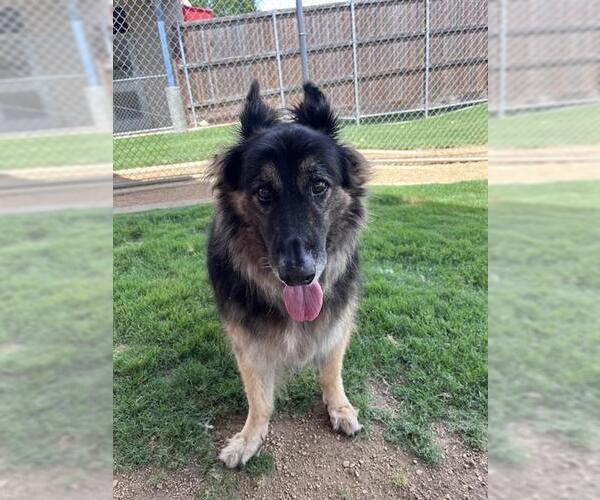 Medium Photo #1 German Shepherd Dog-Unknown Mix Puppy For Sale in Plano, TX, USA