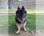 Small German Shepherd Dog Mix