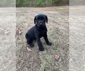 Doberman Pinscher-Schnauzer (Giant) Mix Puppy for sale in STOCKBRIDGE, GA, USA