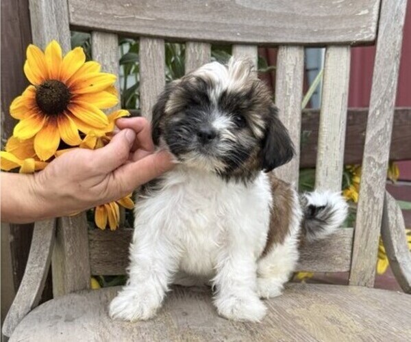 Medium Photo #2 Shih Tzu Puppy For Sale in THORP, WI, USA