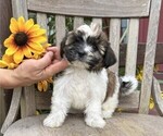 Small #1 Shih Tzu