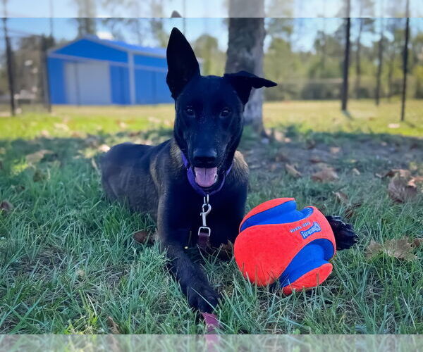 Medium Photo #2 Mutt Puppy For Sale in Imlay City, MI, USA