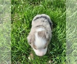 Small Photo #6 Miniature Australian Shepherd Puppy For Sale in IBERIA, MO, USA