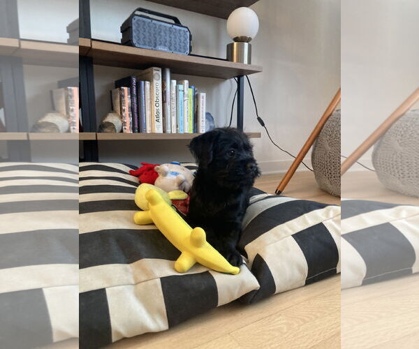 Medium Photo #7 Mutt Puppy For Sale in St. Louis Park, MN, USA