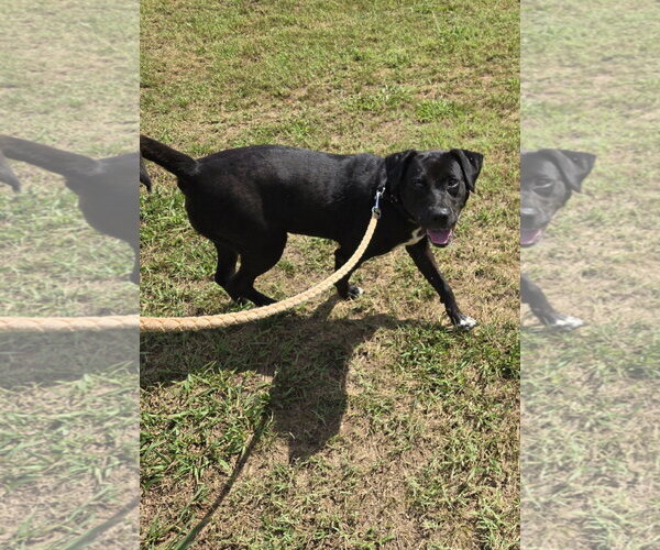 Medium Photo #4 Labrador Retriever-Unknown Mix Puppy For Sale in Rustburg, VA, USA
