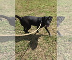 Small #3 Labrador Retriever Mix