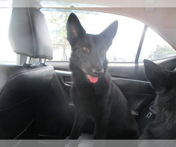 Medium Photo #1 German Shepherd Dog Puppy For Sale in Ocala, FL, USA