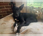 Small #5 American Pit Bull Terrier-German Shepherd Dog Mix
