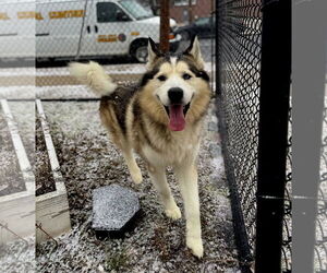Alaskan Malamute Dogs for adoption in Perth Amboy, NJ, USA