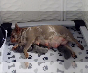 Mother of the French Bulldog puppies born on 12/12/2024