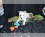 Small Photo #1 Alaskan Klee Kai Puppy For Sale in GREENWOOD, WI, USA