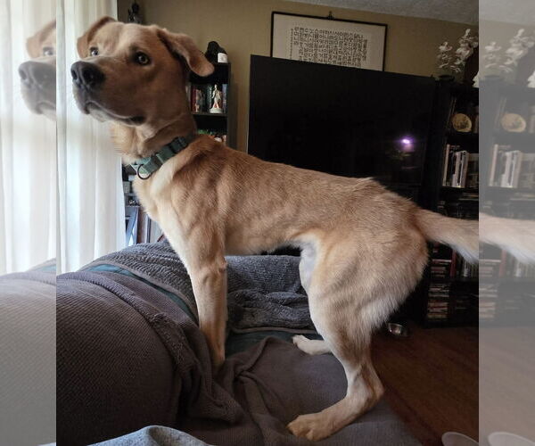 Medium Photo #4 Anatolian Shepherd-Unknown Mix Puppy For Sale in Rustburg, VA, USA