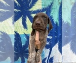 Small #5 German Shorthaired Pointer