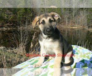 German Shepherd Dog Puppy for Sale in PIEDMONT, Missouri USA