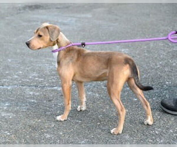 Medium Photo #2 Mutt Puppy For Sale in Glen Allen, VA, USA