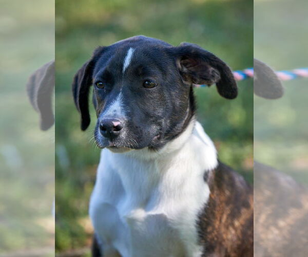 Medium Photo #7 Beagle-Border Collie Mix Puppy For Sale in Mt. Laurel, NJ, USA
