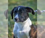 Small #6 Beagle-Border Collie Mix