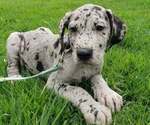 Puppy Puppy 4 Great Dane
