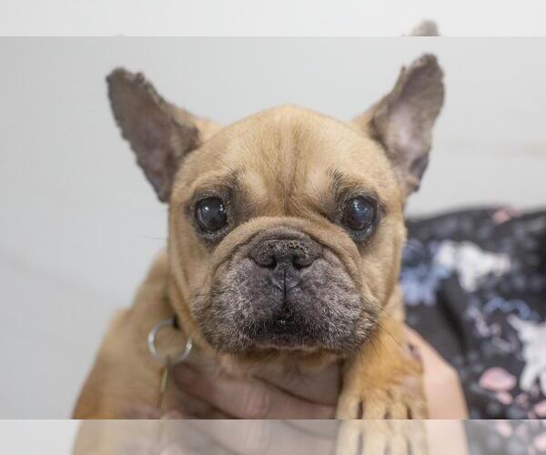 Medium Photo #1 French Bulldog-Unknown Mix Puppy For Sale in Mountain Home, AR, USA