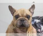 Sarah - Female French Bulldog-Unknown Mix Dog for Adoption - Small photo