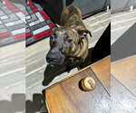 Small #2 German Shepherd Dog