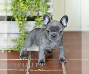 French Bulldog Puppy for sale in EPHRATA, PA, USA