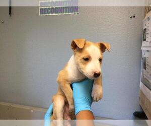 Mutt Dogs for adoption in Riverside, CA, USA