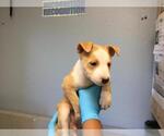 TALC - Female Mutt Dog for Adoption - Small photo