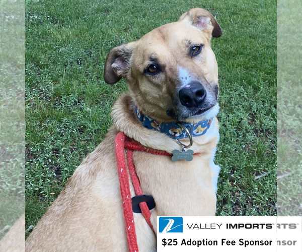 Medium Photo #10 Mutt Puppy For Sale in Fargo, ND, USA