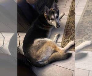 HUGO #3 - Female German Shepherd Dog Dog for Adoption - Photo #3