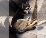 Small #2 German Shepherd Dog